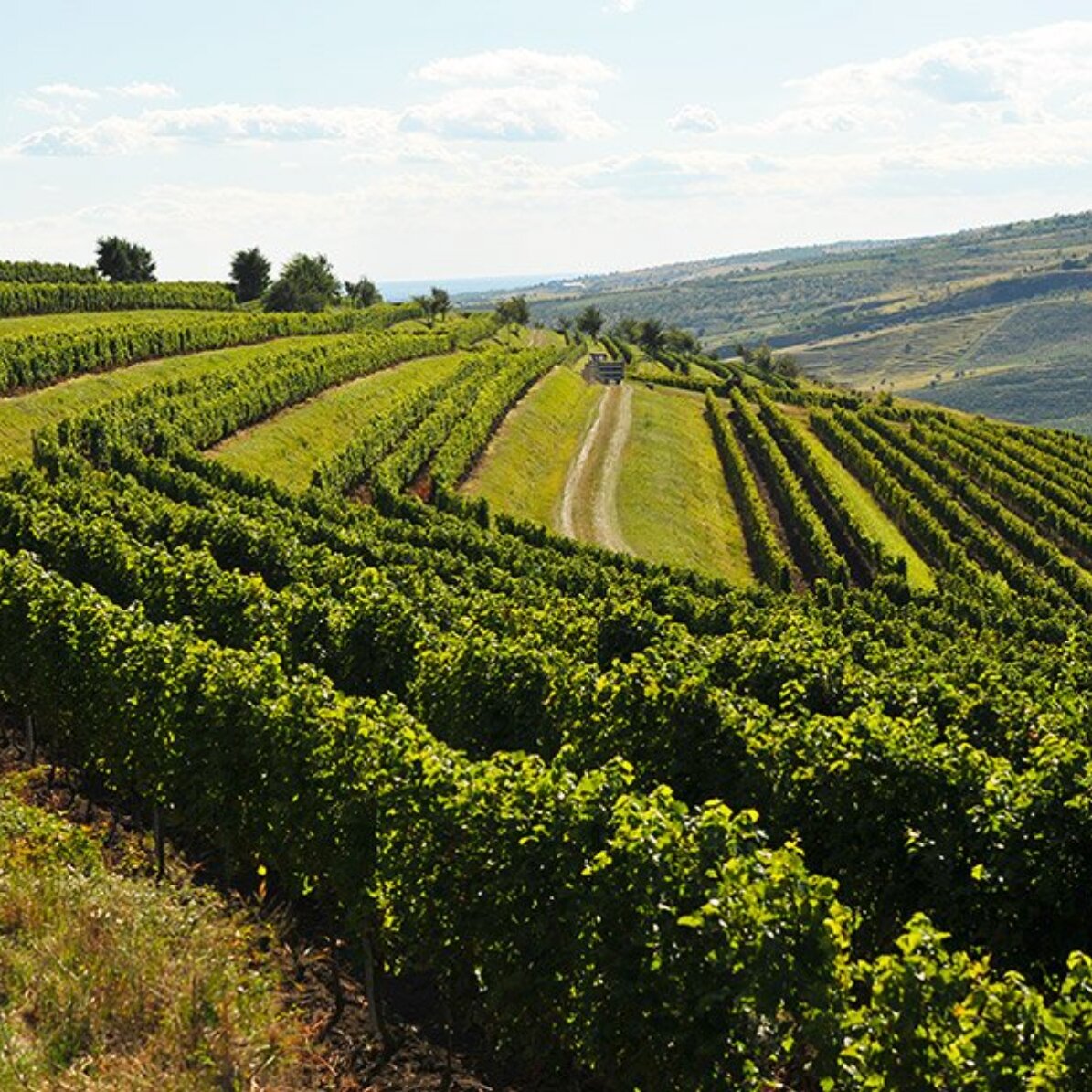 Experiență cadou alături de prieteni - Degustare de vinuri și turul cramei Budureasca