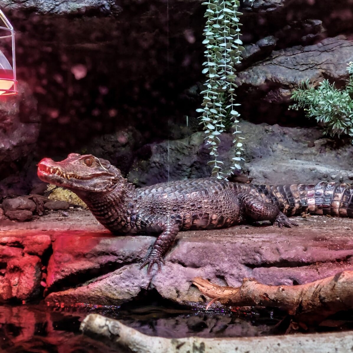 Experiență cadou pentru copii - Reptiland - o aventură educațională