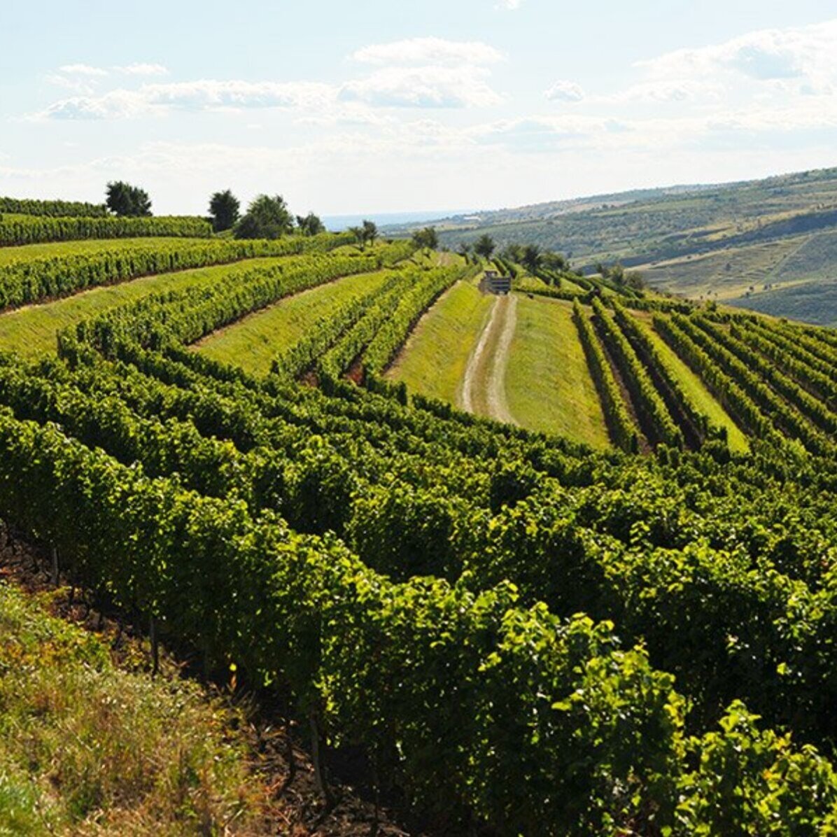 Experiență premium cadou  - Degustare de vin în 2 și turul cramei Budureasca