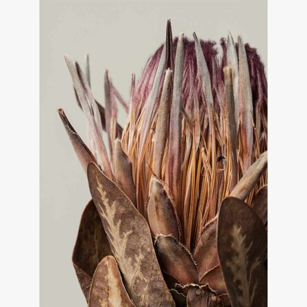 Poster pink protea
