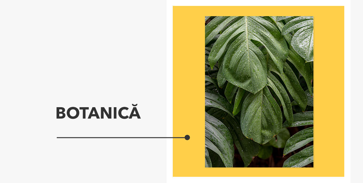 Postere - Colecția Botanică