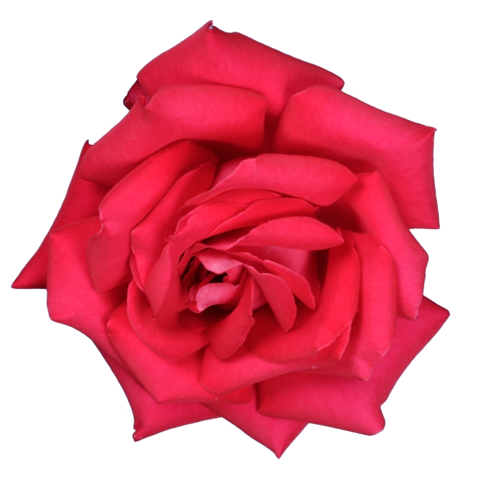 Tablou personalizat petale trandafir