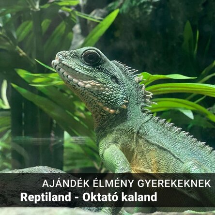 Ajándékélmény gyerekeknek – Reptiland – egy oktató jellegű kaland