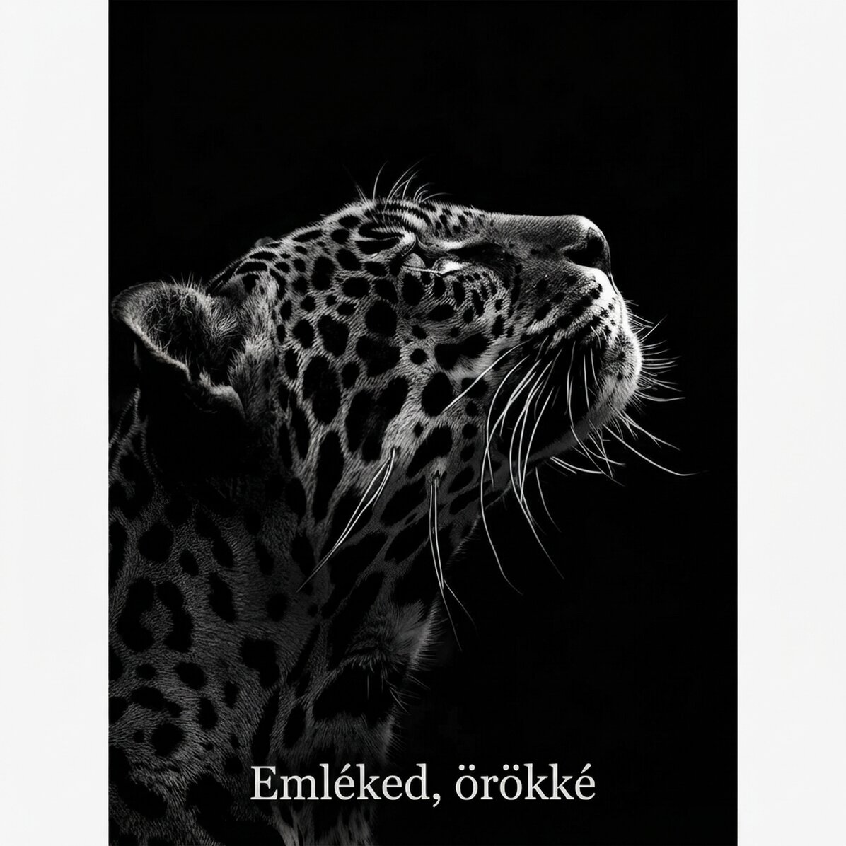 Fekete-fehér Jaguar poszter
