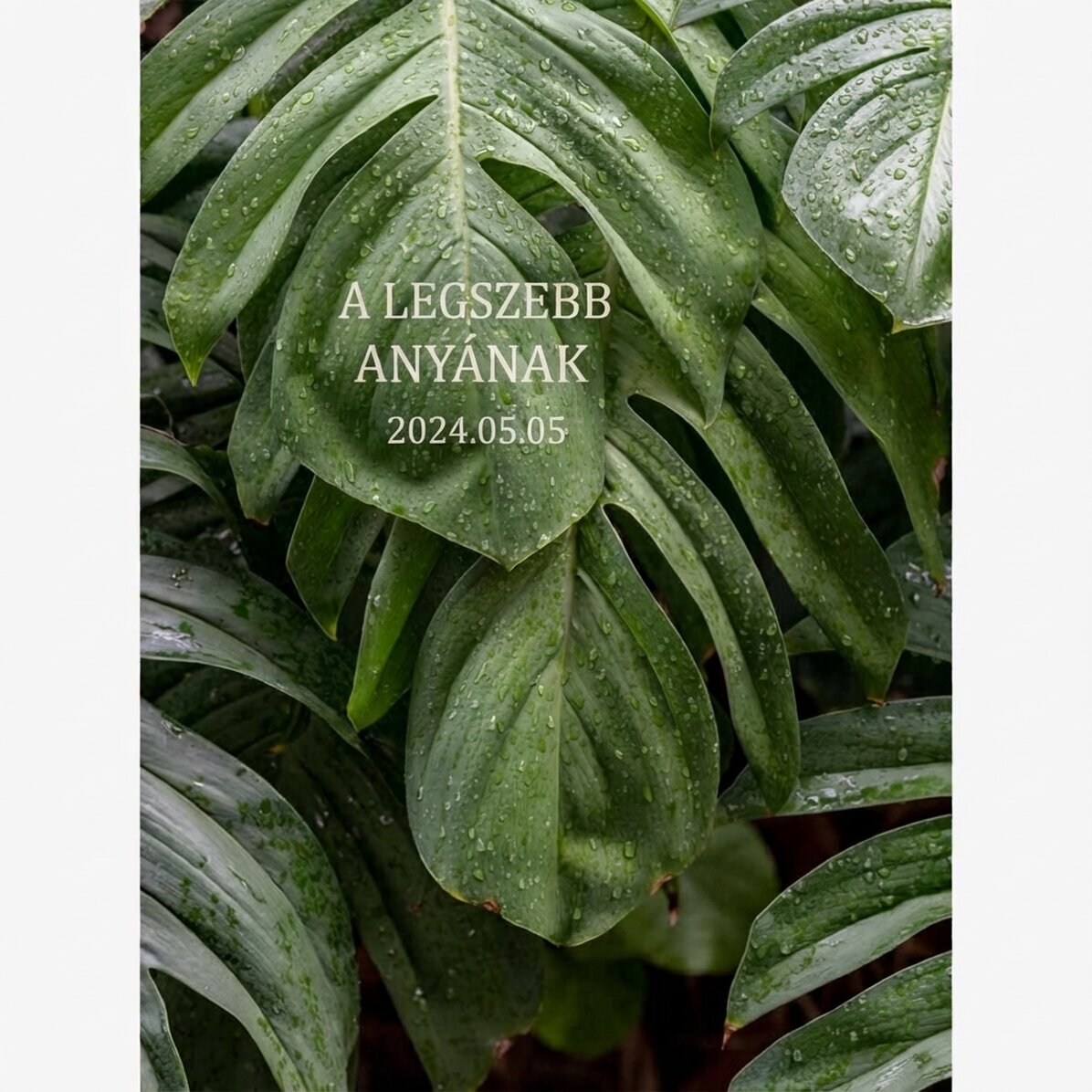 Monstera poszter