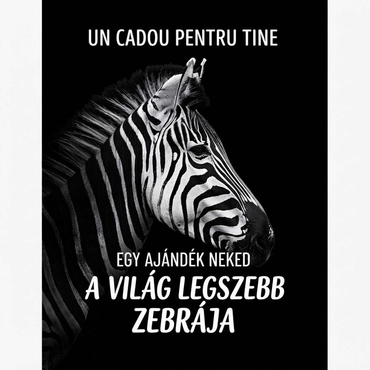 Zebra poszter